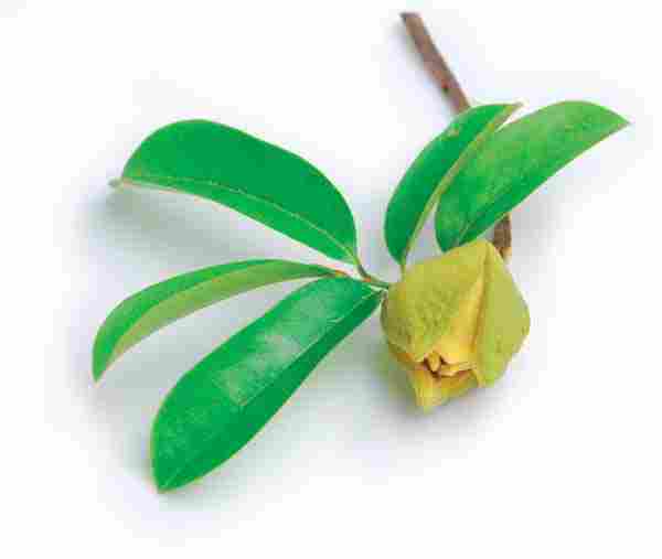 Khasiat-Dari-Daun-Sirsak-Mengobati-Stroke