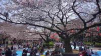 sakura di jepang