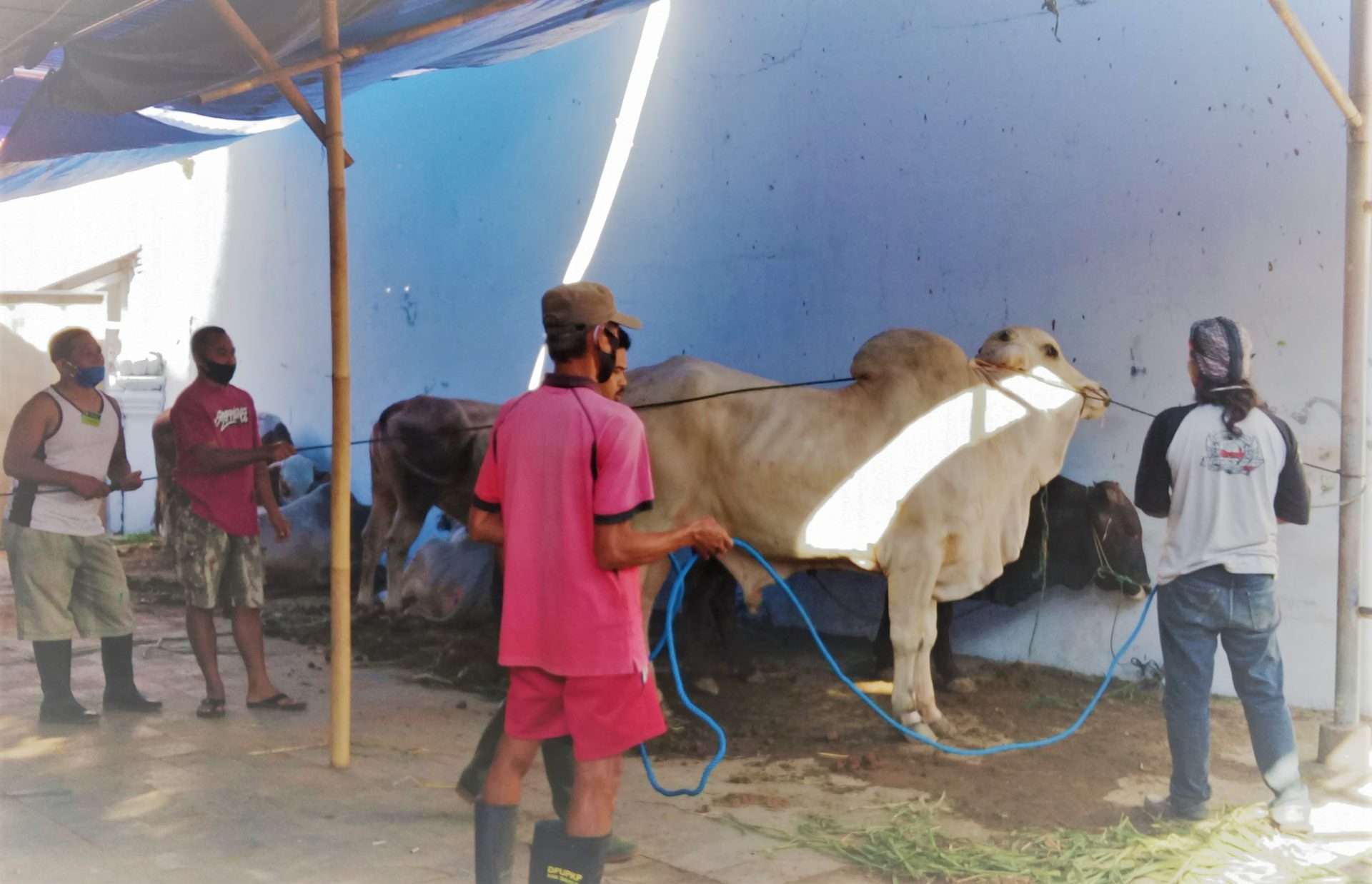 sapi1