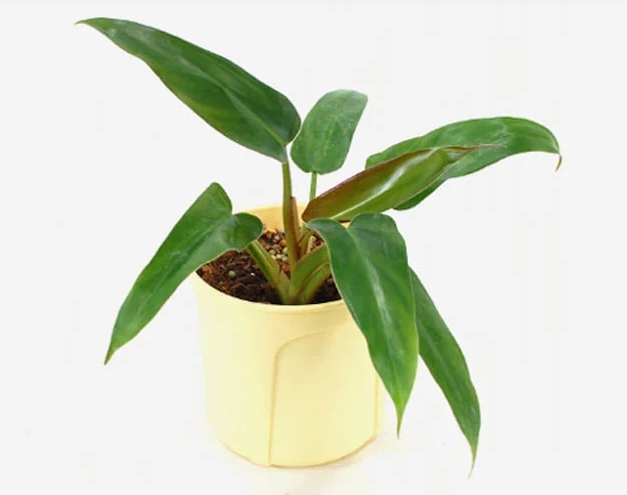 Tanaman Keladi Hias Hibrida