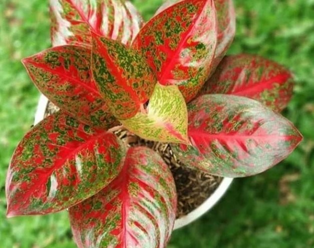 Tanaman Keladi Hias Minyak