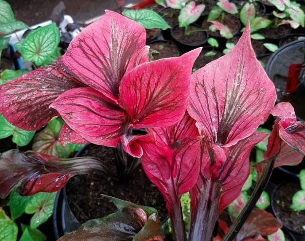 Tanaman Keladi Hias Red Kujang