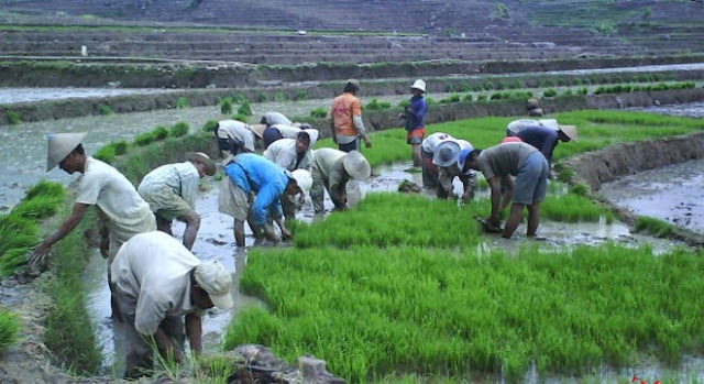 Sumber foto: petani kita-bumisetrojenar blogspot