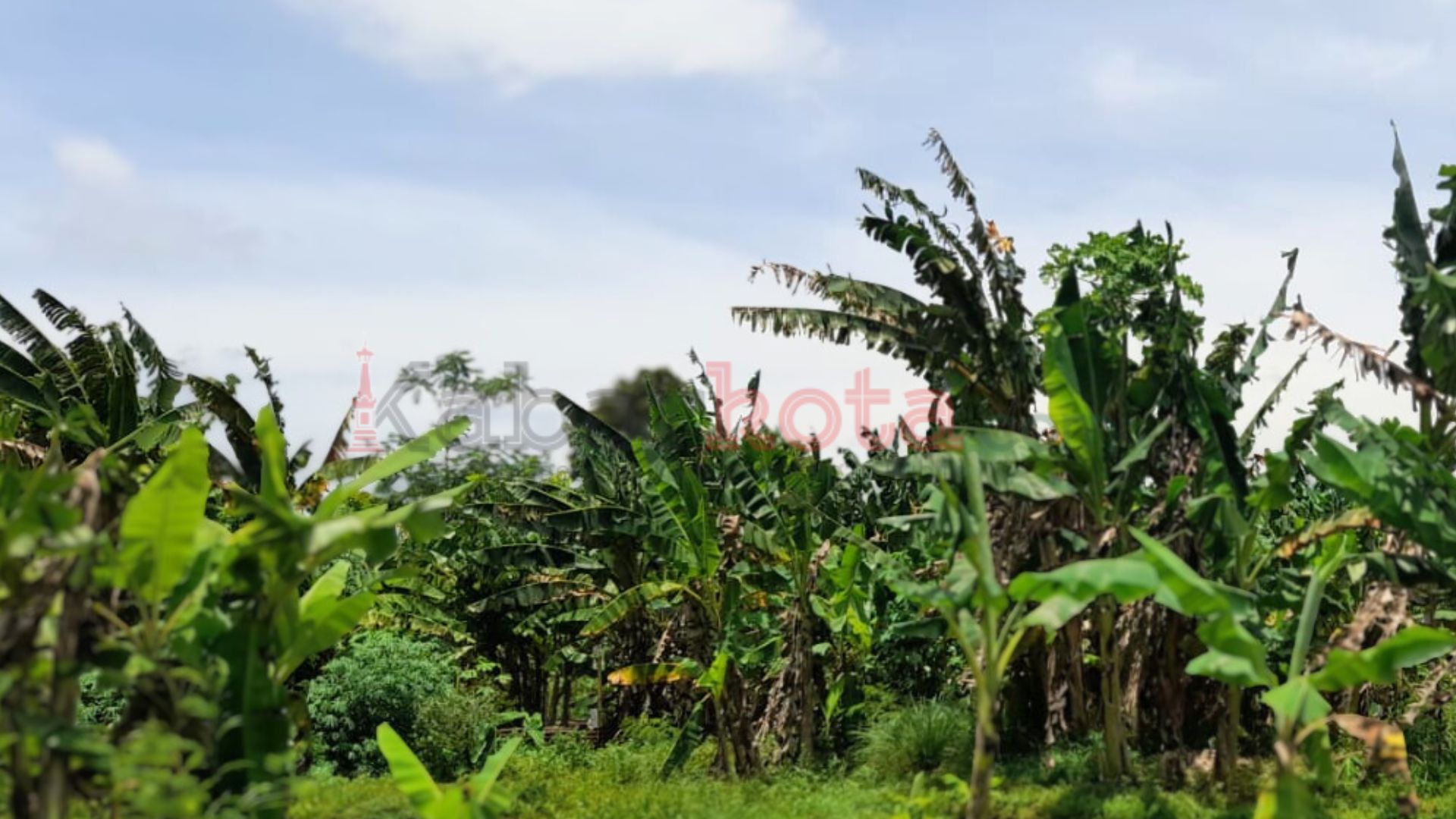 Desain tanpa judul - 2026-01-24T122019.532 siklon tropis luana