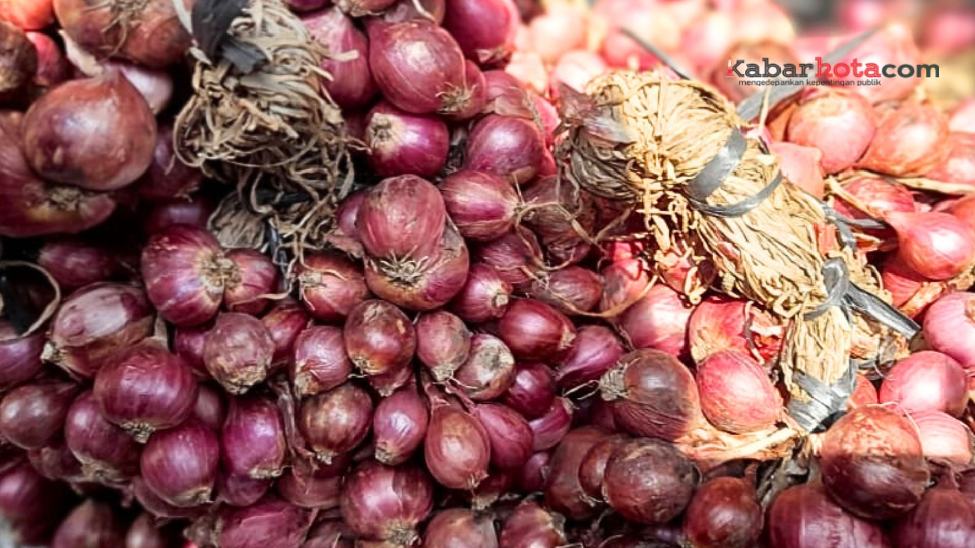 Petani Bantul Panen Bawang Merah Agro Elctrifying