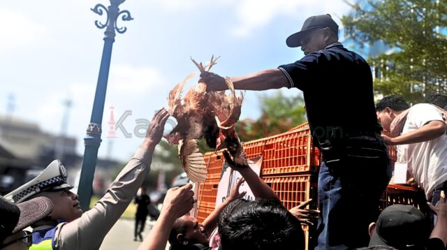 demo peternak ayam petelur jogja